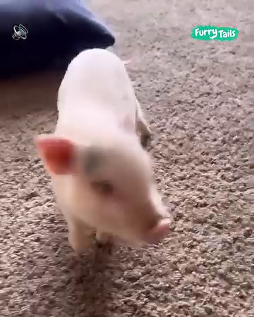 She was so proud of herself! 🍓🐷 | Furry Tails