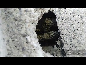 Yellow Jackets Nest German Removal Wasp Nest