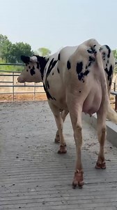 7.6K views · 167 reactions | Pure pedigree heifers available For vedio 03042928053 Location, Sial moor interchange , sargoda #dairy #DairyPakistan #dairyfarming #dairy #dairyfree #dailyvlog #dairyfarm | Captain Dairy Farm | Facebook