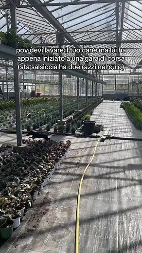 Cane corre, padrone pulisce