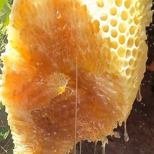 How To Harvest Fresh Honey With Bare Hands On The Cliffs🍯 | Bees Reels