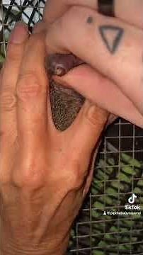 Removing Two Botflys from Squirrel