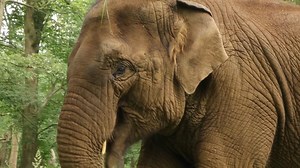 Want to get THIS close to these gentle giants? You can when you book an Elephant Encounter Experience! 🐘😍 Join the team of knowledgeable keepers as you journey behind the scenes and into the peaceful private parkland, where you will be able to walk alongside the Asian elephants... with no barriers between you. There are just a few remaining places available on dates throughout June! 🐘 Sunday 5th June 🐘 Thursday 16th June 🐘 Thursday 23rd June 🐘 Thursday 30th June Don't miss out on this once