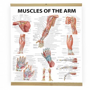 Anatomical Arm Muscle Poster: Physical Therapy Reference - Etsy