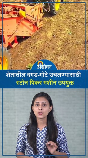 Stone Picker Machine: शेतातील दगड-गोटे उचलण्यासाठी स्टोन पिकर मशीन उपयुक्त | ॲग्रोवन | Agrowon #Agrowon #stonepickermachine #agriculturetechnology काही शेतामध्ये बरेच दगड, गोटे आढळून येतात, अशा शेतीमध्ये नांगरणी करताना केंव्हा रोटावेटर मारताना अडचणी येतात. आणि अशा शेतीत बियांण्याच्या उगवण क्षमतेवर परिणाम होऊन उत्पादनात घट होते. त्यामुळे अशा शेतीसाठी स्टोन पिकर यंत्र अत्यंत उपयुक्त आहे. कारण या यंत्राद्वारे शेतातील दगड गोटे वेचून बाहेर टाकणे सहज शक्य आहे. In some fields there are many stones, sto