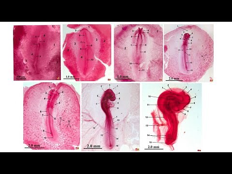 Whole mount(s) of chick embryo at different incubation period (18, 20, 24, 33, 36, 48, 72 hours)