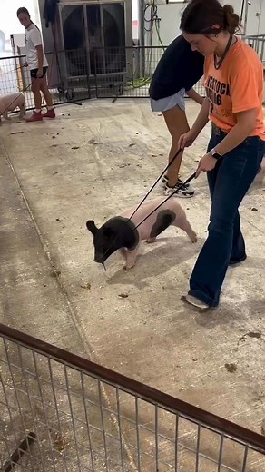 Saturdays are for whip training! These girls have been working hard getting these babies trained & ready! TKO goes LIVE, kicking off our first sale of the season in-person, 𝗦𝘂𝗻𝗱𝗮𝘆, 𝗔𝘂𝗴𝘂𝘀𝘁 𝟭𝟬, right here on our porch in Elgin, OK! Can’t wait to see you there! 👊🏻 #𝙩𝙠𝙤𝙗𝙧𝙚𝙙 | TKO Genetics