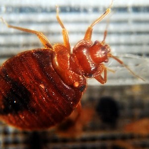 People can now see where the bed bug hotspots are in the UK with an interactive map. | Daily Star