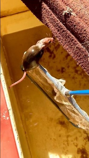 Feeding 🐀 Rat to alligator? 😨