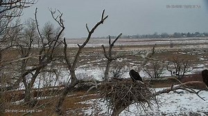 Live Colorado Eagle Cam
