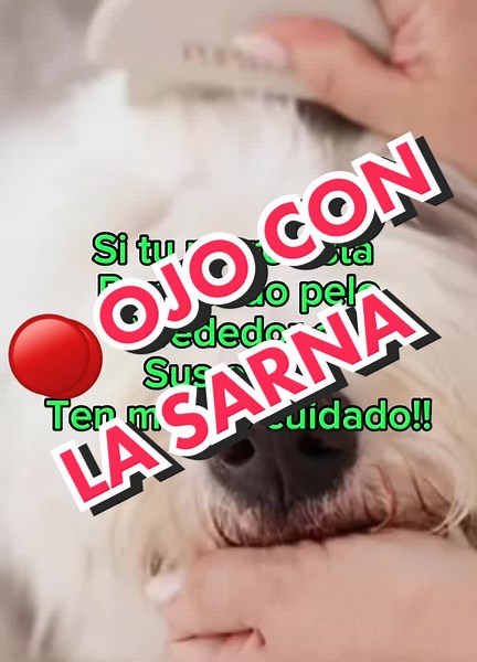 Aprende a prevenir enfermedades en tu perro 🐶 entrenamiemto 💯 % online#dog #doglover #mascotas #perros #animales #dogs #viral #foryoupage #primerosauxiliosperros