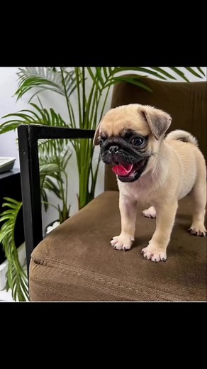 3.2K views · 84 reactions | Mr. Shanks on sleep vibes  #litgang #shankcomic #shankcomics #comedyskit #reels #happyweekend #behappy #shanks | Entertainment Box | Facebook