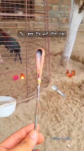 2.1M views · 12K reactions | Aseel Murga Treatment  籠#Aseel #cheema_aseel #foryoupage #aseellovers #viralreels #trendingreels #aseelmurga #aseelfighter #MianwaliAseel #reelsfb #rooster #murga #tiktok2024 #tiktok #chicks #birds #birdlovers #chickens #AseelFarm | Cheema Aseel | Facebook