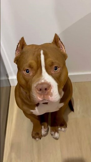 Wagyu Beef Sushi 🍣