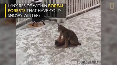 Watching lynx kittens scamper in the snow will melt your heart. | National Geographic