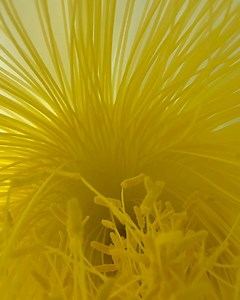 Enchanted Gardens on Reels