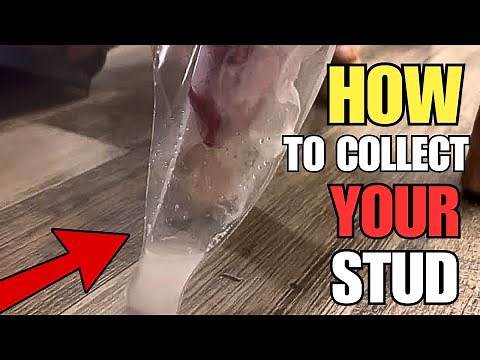 💦 🫣How To Pull Your Stud Dog For A Semen Collection | 2025