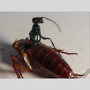 Ampulex compressa (o vespa gioiello) è un imenottero parassitoide che sfrutta la presenza delle blatte per garantire un fonte di cibo e un riparo sicuro per la prole. Mamma vespa punge la blatte due volte. Con la prima puntura sul ganglio protoracico, la vespa paralizza temporaneamente le zampe anteriori della blatta. Con la seconda puntura al ganglio subesofageo e sopraesofageo, la vespa inietta un veleno neurotossico che causa l’attivazione di canali per il cloro GABA-dipendenti. L’attivazione