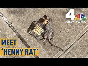 Meet "Henny Rat," The Rodent Passed Out With a Bottle of Hennessy in NYC | NBC New York