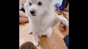 [TWITTER] 190122 Moni z moją rodziną Tokki @ Bangtan Boys Poland | Bangtan Boys Poland