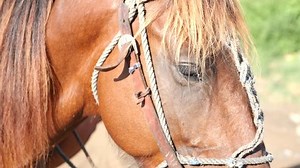 「Modern Cuban Cowboy Horse Riding Ranch」の動画素材（ロイヤリティフリー）1016164150 | Shutterstock