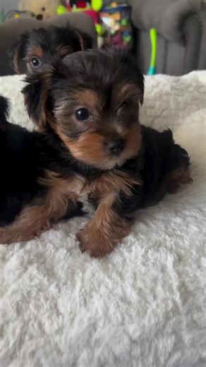 teacup_puppies_for_adoption on TikTok