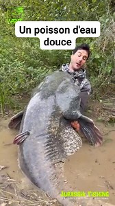 1.9K views | Le silure est un poisson sans écaille avec une peau...