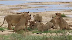 Lions of the Kalahari guzzling gallons of water in the African Bush Kingdom #reels #reelsfb #reelsviral #viralpage #video #africa #Amazing #life #Wow #wildlife #travel #wild | African Bush Kingdom