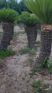 Cycas revoluta #palmtrees #nature #plants #palmtreelove #plantsofinstagram #planet #planetearth #staysafe #staypositive #travelathome#houseplant #hangingplants #plantporn #iloveplants #plantoftheday #instaplant #plantstagram #plantlover #plantlife #plant | AGP Nursery Farm
