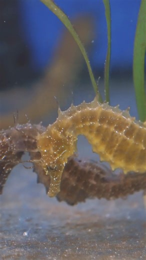 🤔 ¿Alguna vez te has preguntado qué hay detrás de los acuarios? 🙌🏼 Lo puedes descubrir con el #BackstageTour, la actividad destinada a los visitantes más curiosos. 🔍 Esta ruta exclusiva, que vuelve el 22 de marzo, te llevará a conocer la cara desconocida del parque marino, el lugar donde el mejor equipo técnico y voluntarios trabajan cada día por la preservación y conservación del mundo marino. 🌎 A través de este recorrido entre bastidores, guiado por nuestros Ocean Experts, descubrirás nue