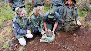 Aussie Ark and the Australian Reptile Park have joined forces to release 20 Parma wallabies into the Barrington Wildlife Sanctuary! Born and bred at the Ark, this group, including a special male and female duo transferred from the Park, is set to thrive and help save their species from extinction. In a rain-kissed moment, these vibrant wallabies bounced into their new home, marking a historic conservation milestone. Visit Aussie Ark or the Australian Reptile Park to meet this incredible species 