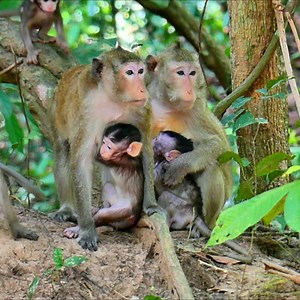 Sweet monkeys & baby monkeys enjoying fruits #monkeys #babymonkey | Hello Monkey