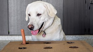 Labs Attempt The Hot Dog Challenge!! | Life With Labradors