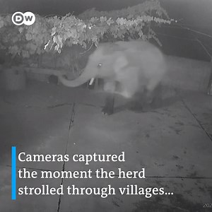 Some wild Asian #Elephants have trekked hundreds of km after leaving their forest habitat in Xishuangbanna National Nature Reserve in China. Experts suspect they left their home in search of resources. Human development encroaching on their #habitat may have been another factor. 🐘🐘🐘🐘🐘🐘🐘🐘🐘🐘🐘🐘🐘🐘 Via DW News | DW Environment