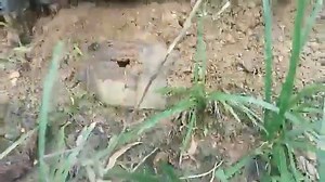 14K views · 80 reactions | ARMYWORMS INFESTATION Here's another video of the armyworms that have infested a farm in Sibonga, Cebu, affecting around 6,000 chili pepper plants and bitter gourd (ampalaya) owned by Pino Oyangoren Caminade. Caminade told SunStar that he sprayed chemicals on the plants on Thursday, July 18, but the armyworms have returned. | via DVG Pino Oyangoren Caminade | SunStar Cebu | Facebook