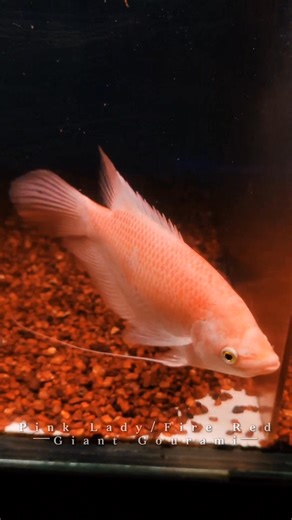 NEW Arrival #xianlong #xianlongaquatic #xianlongaquaticshahalam #xianlongaquaticsek23 | Xian Long Aquatic