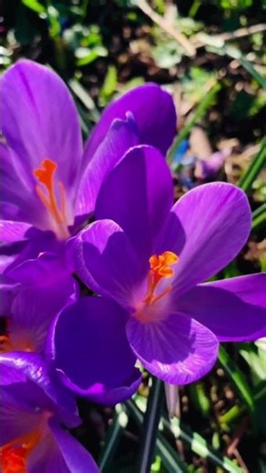 The First Signs Of Spring