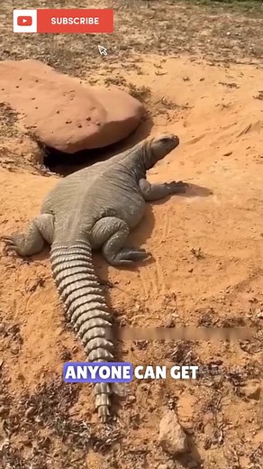 This Terrifying Lizard Has a Shocking Secret! #ScaryLizard #WeirdAnimals #SouthAfrica #AmazingNature #WildlifeFacts #AnimalKingdom #LizardLife #TrendingNow #Shorts #ViralVideo #Unbelievable #NatureLovers #WildCreatures #AnimalFacts #DidYouKnow | Meubles Magasin