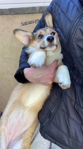 Embertoyaussie on TikTok