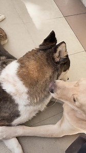 The goofiness of Siberian Huskies is one of their most endearing qualities--they always manage to make us laugh with their silly behaviors. Do you have your own goofy Husky? Let us know in the comments! Nourish your doggo with all-natural food to keep their health in check. Shop online: https://shop.bowandwow.com.ph/ | Bow & Wow – The All-Natural Pet Store