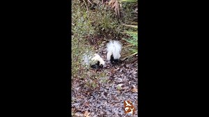 14K views · 303 reactions | What's better than a striped skunk?...