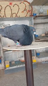 1.2K views · 28 reactions | MA SHA ALLAH  #bird #tauben #duiven #paloma #piccioni #pigeons #bird #racingpigeons #animallovers #pigeonsloversofallkinds #BirdsInFlight #মাশাআল্লাহ #raw #PigeonLove #collected #animal #pigeonlove #BeautifulBirds #macawparrot #eidmubarak2023 #Pigeon #animallover #Racer #pigeonlover #FeatheredFriends #pigeonracing #reels2023 #trendingreels2024 | Raw Breed Pigeon | Facebook