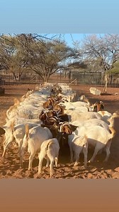 3.1K views · 90 reactions | How is your goat feedlot ? A model like...