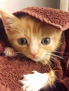 Paralysed kitten walks again with lego wheelchair | The Independent