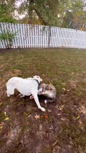 Just TK wrestling his bestie Copper! #TeamTK | Team TK