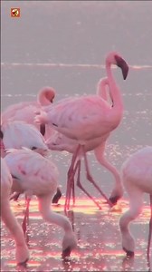 Flamingo Sounds 🦩(Morning Calls from Pink Beauties at Lake Nakuru)