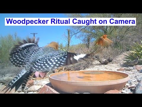 Woodpecker: Sick or Injured?