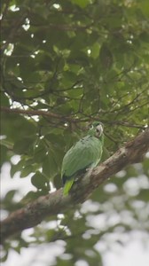 2.4K views · 102 reactions | Mealy Amazon Amazona farinosa Colombia  | North Africa Parrot Services | Facebook