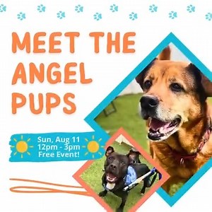 🐶 Your next chance to Meet the Angel Pups is THIS WEEKEND! 🐾 Stop by from 12pm-3pm on Sun, Aug 11 to tour our facility, learn about our intiatives and meet some furry faces (maybe steal a kiss or 2...and an adoption application 💞) 📌 Event Details: https://tinyurl.com/eadr-mtp0824 #evergladesangels #floridadogrescue #adoptdontshop #meettheangels #dogrescue | Everglades Angels Dog Rescue