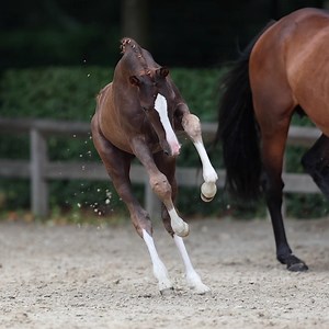 1.8K views · 176 reactions | The Irish Field on Reels | Facebook